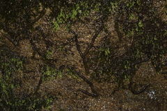 Xiphocentron