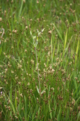 Cerastium perfoliatum