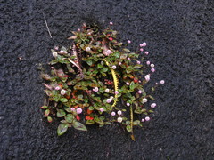 Persicaria capitata