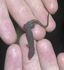 Lepidoblepharis xanthostigma
