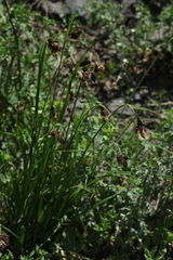Carex caucasica