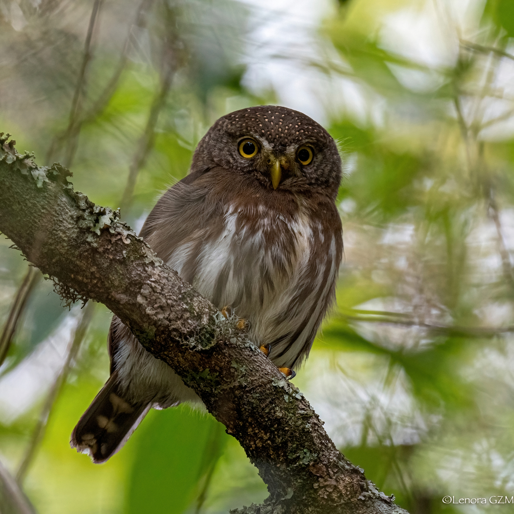 Tamaulipas Pygmy-Owl (Glaucidium sanchezi) photo