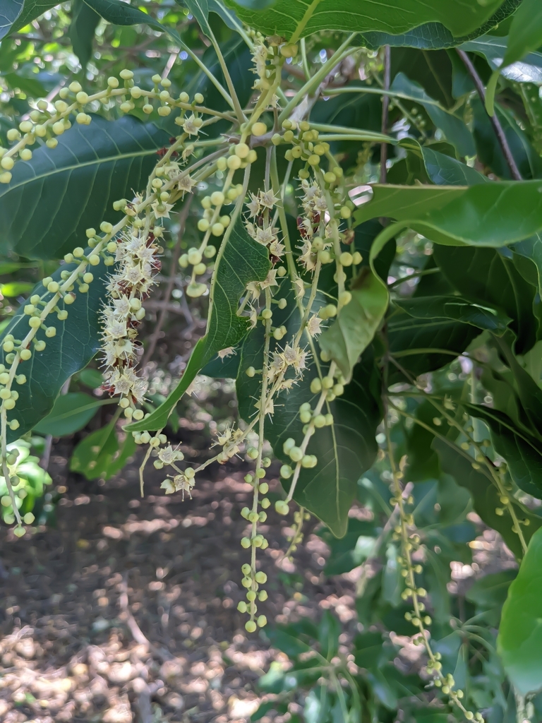 Terminalia petiolaris (Terminalia petiolaris)