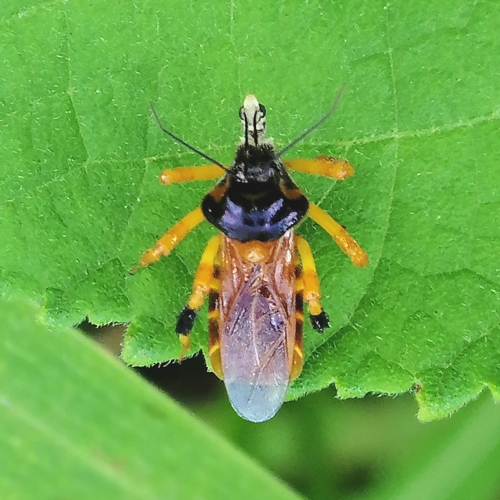 Notocyrtus dispersus