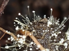 Mucor mucedo