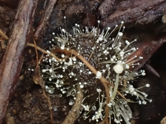 Mucor mucedo