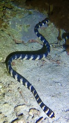 Emydocephalus ijimae