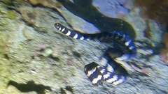 Emydocephalus ijimae