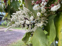 Miconia impetiolaris