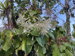 Miconia impetiolaris
