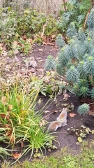 Sciurus carolinensis