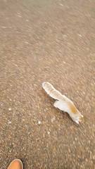 Sciurus carolinensis