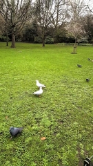 Chroicocephalus ridibundus