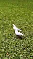 Chroicocephalus ridibundus