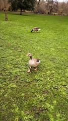 Anser anser