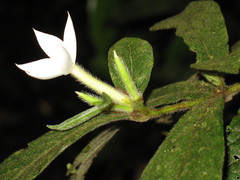 Atractocarpus hirtus