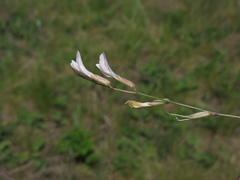 Astragalus ucrainicus