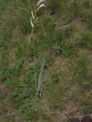 Astragalus ucrainicus
