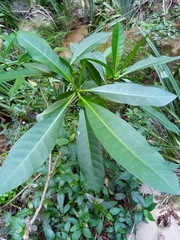 Voacanga thouarsii