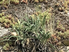Takhtajaniantha austriaca