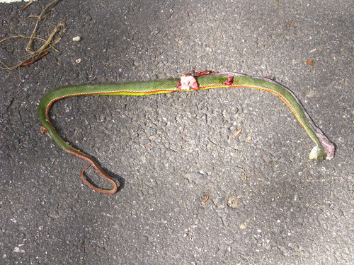 Pope's Bamboo Pit Viper, Trimeresurus popeiorum