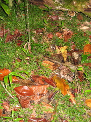Selaginella australiensis