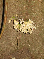 Dysoxylum parasiticum