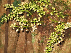 Dysoxylum parasiticum