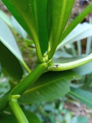 Voacanga thouarsii