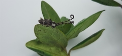Cloniocerus aureovittatus