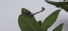Cloniocerus aureovittatus