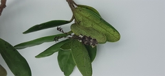 Cloniocerus aureovittatus
