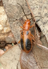 Phyllobrotica sororia