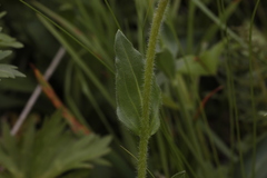 Erigeron caucasicus