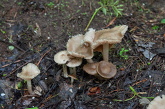 Entoloma clypeatum