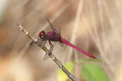 Orthemis macrostigma