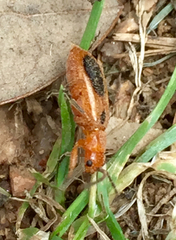 Phyllobrotica sororia