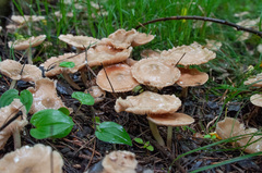 Entoloma clypeatum