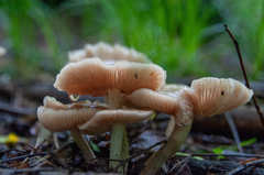 Entoloma clypeatum