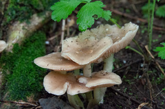 Entoloma clypeatum