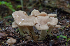 Entoloma clypeatum