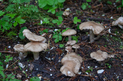 Entoloma clypeatum