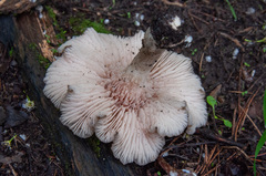 Entoloma clypeatum