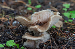 Entoloma clypeatum