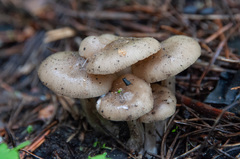 Entoloma clypeatum