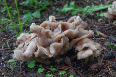 Entoloma clypeatum
