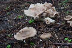 Entoloma clypeatum