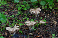 Entoloma clypeatum