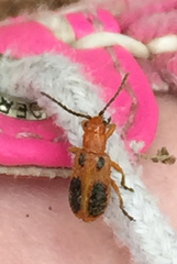 Phyllobrotica sororia