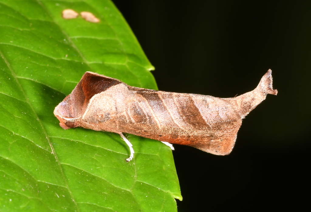 Marthula
